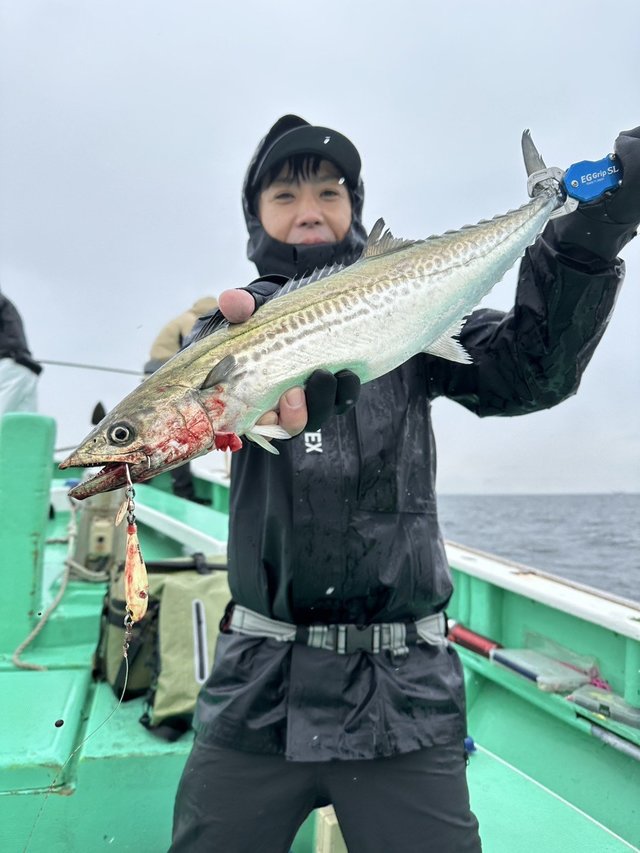 サゴシ(サワラ)