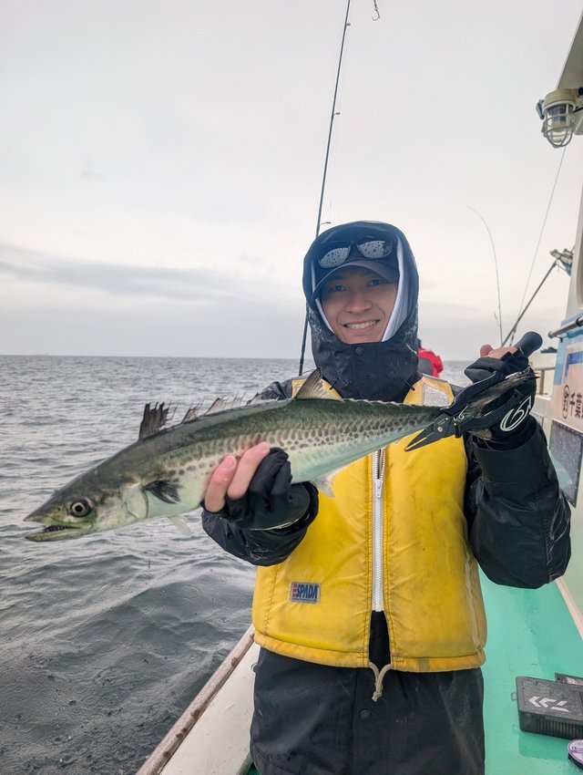 サゴシ(サワラ)