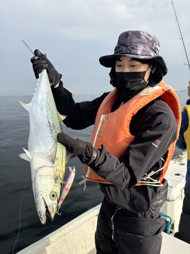 サゴシ(サワラ)