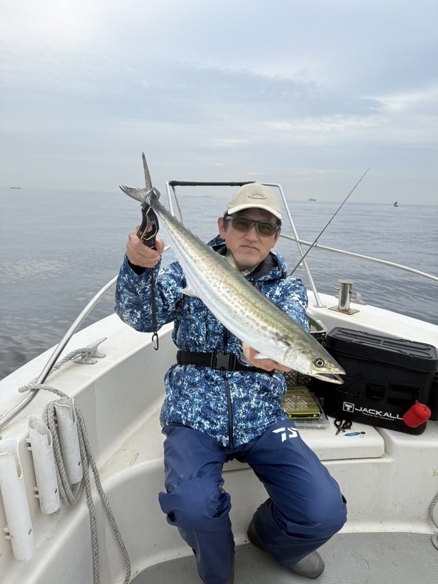 サゴシ(サワラ)