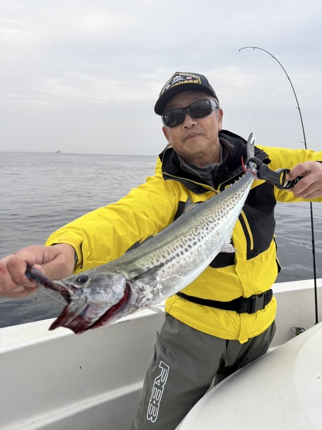 サゴシ(サワラ)