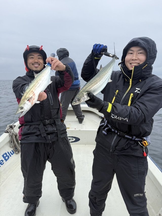 サゴシ(サワラ)