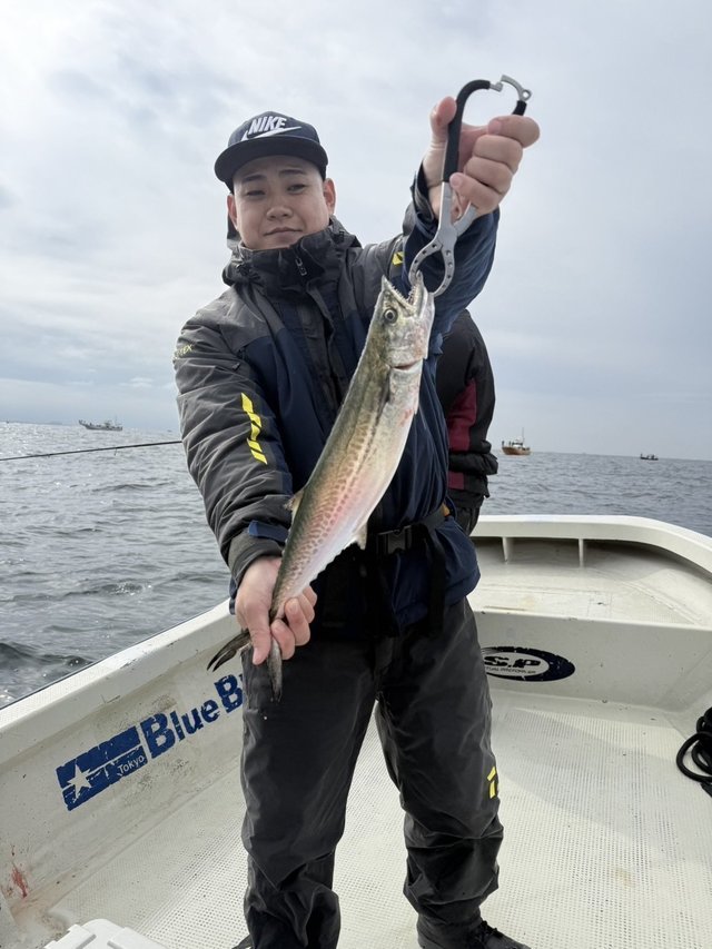 サゴシ(サワラ)