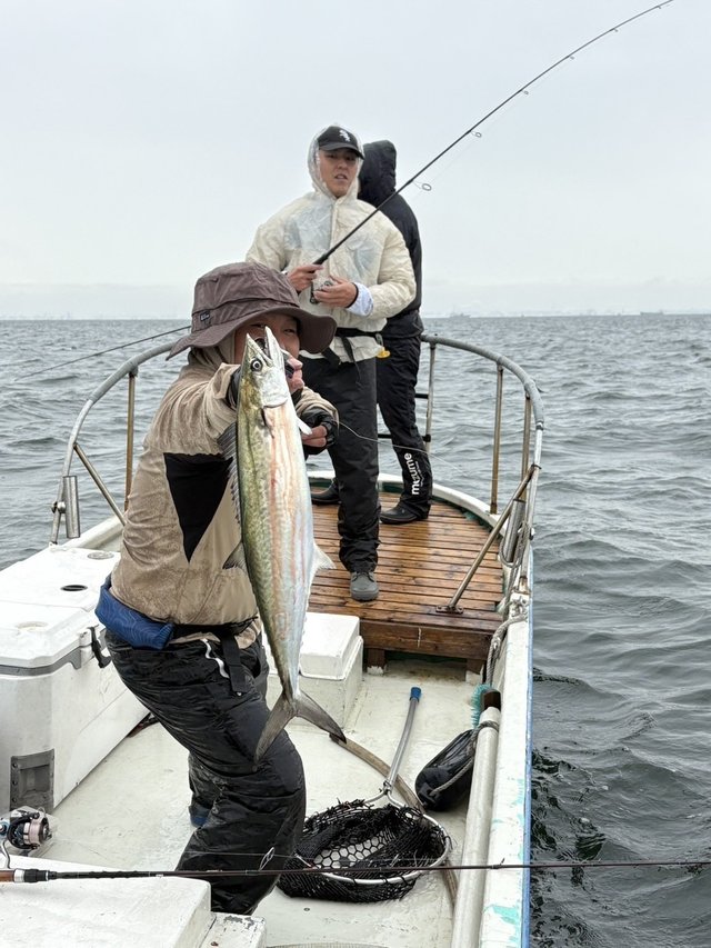 サゴシ(サワラ)