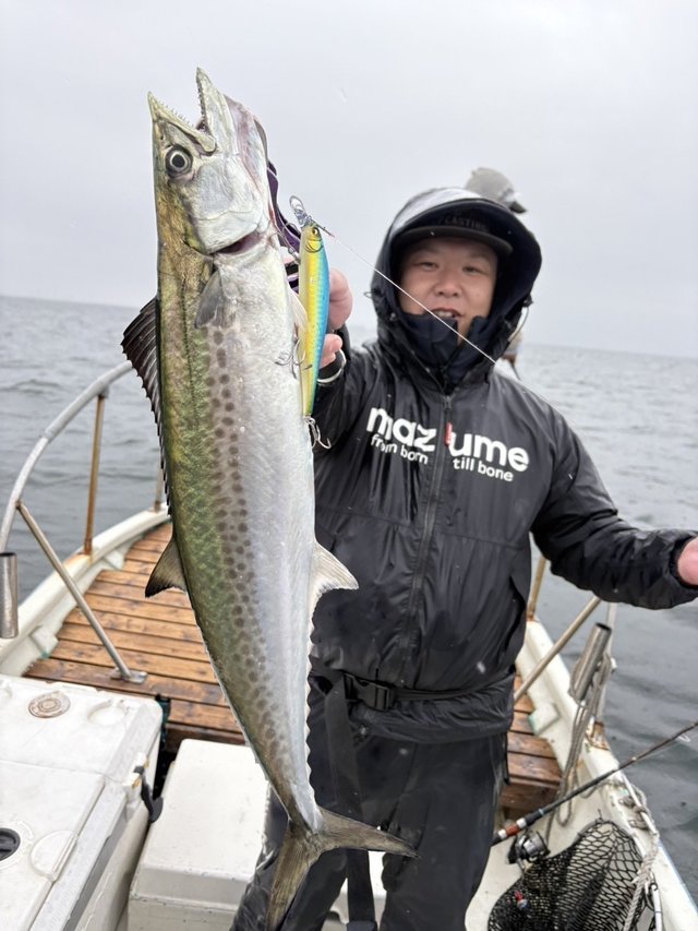 サゴシ(サワラ)