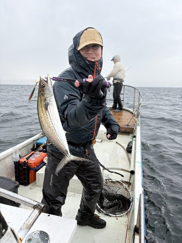 サゴシ(サワラ)