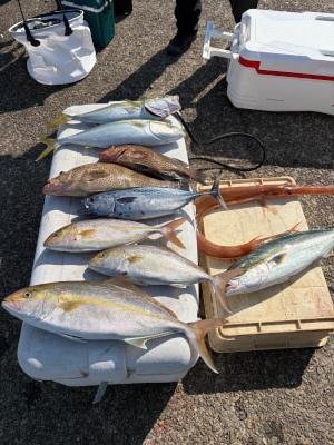 オオモンハタ・ハマチ(ブリ)・メジロ(ブリ)・カンパチ