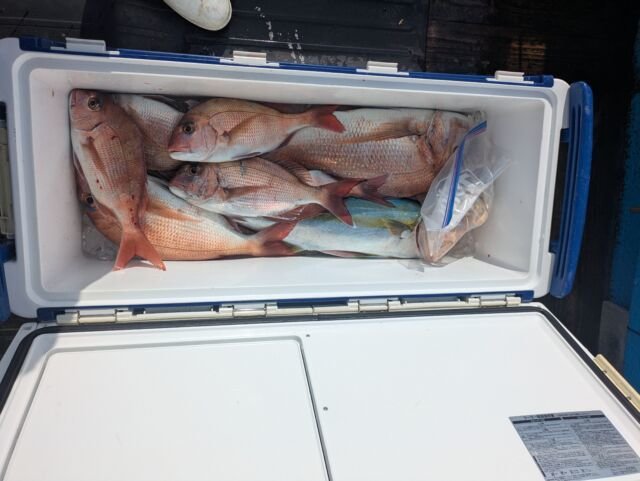 マダイ・ヒラマサ