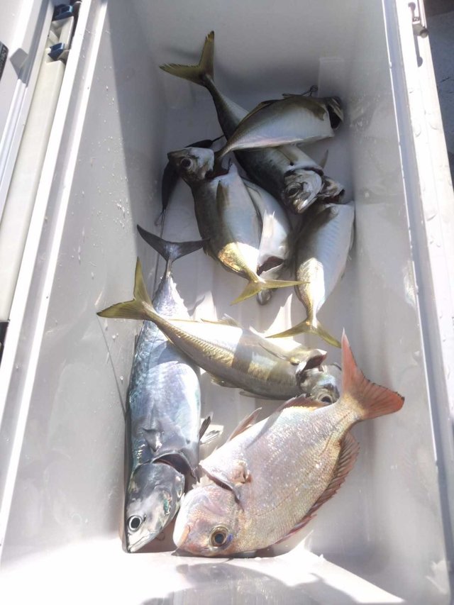 マダイ・アジ(マアジ)・ヒラソーダ(ヒラソウダ)