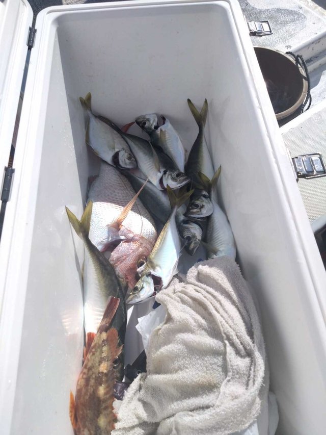 マダイ・アジ(マアジ)・カサゴ