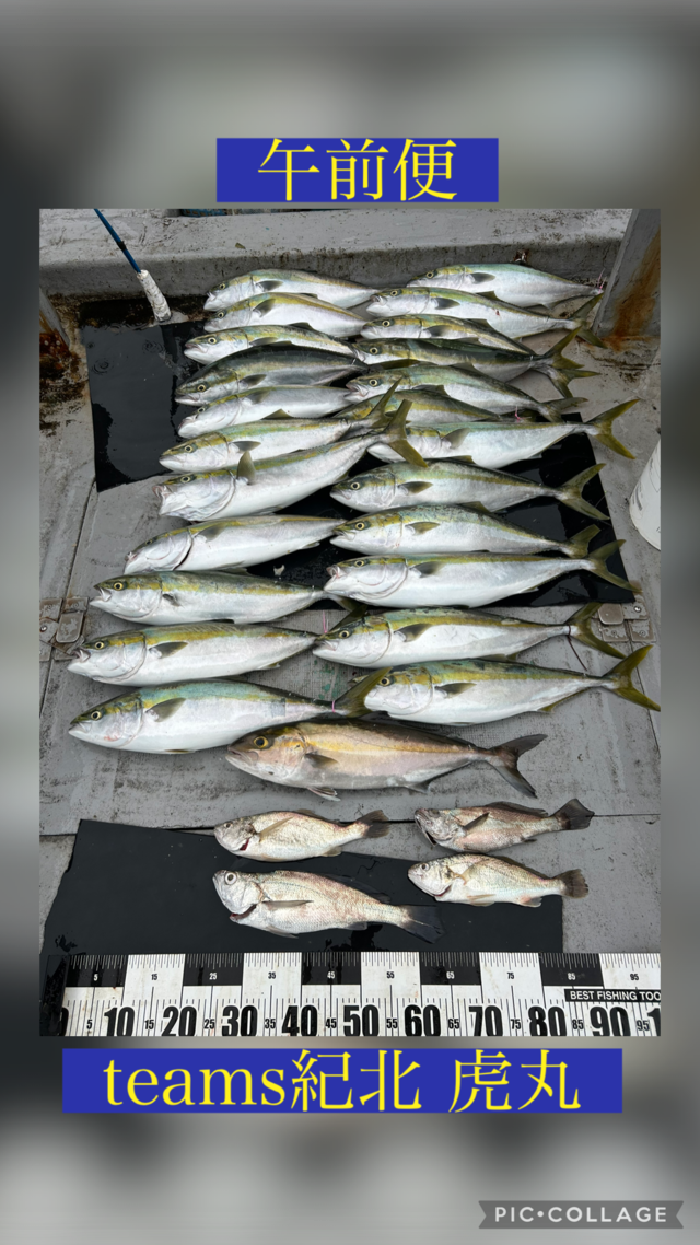 メジロ(ブリ)・シオ(カンパチ)・シログチ・クログチ