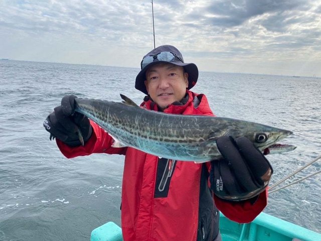 サゴシ(サワラ)