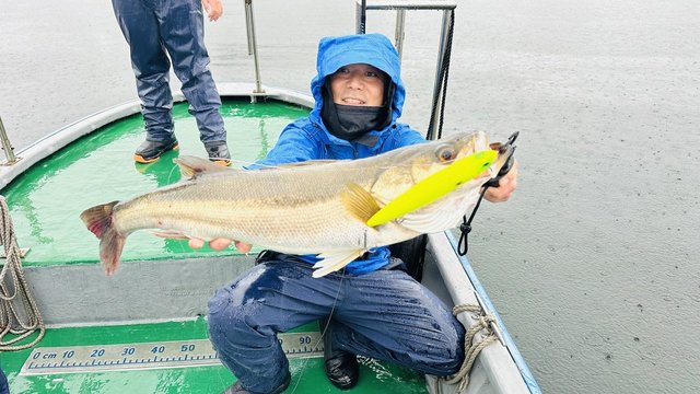 シーバス(スズキ)