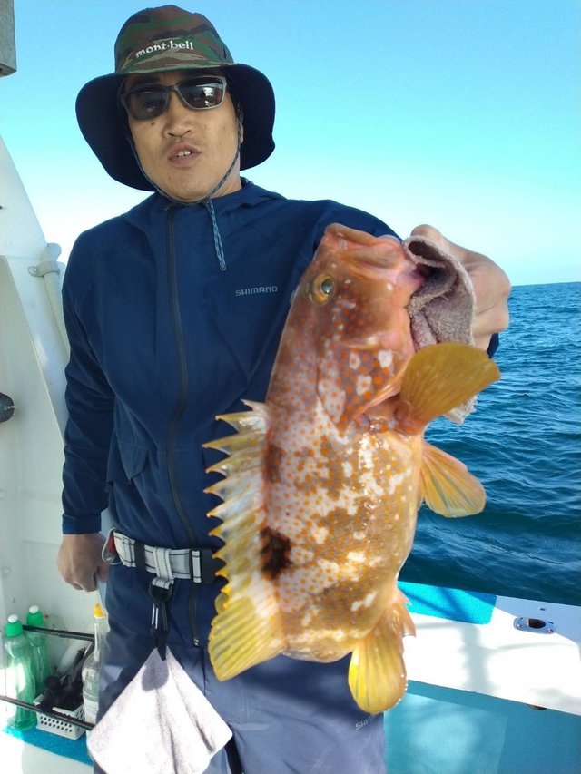 アコウ(キジハタ)