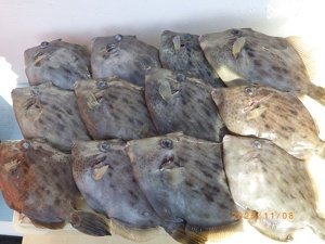 カワハギ