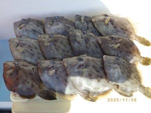 カワハギ