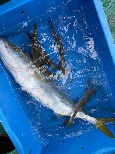 サンパク(ブリ)・クロムツ