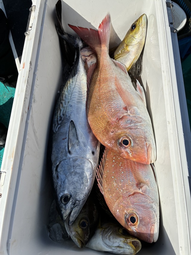 マダイ・ヤイトガツオ(スマ)