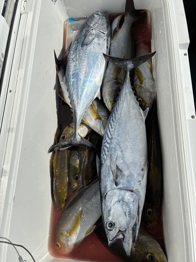 ヤイトガツオ(スマ)