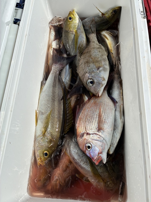 マダイ・メイチダイ