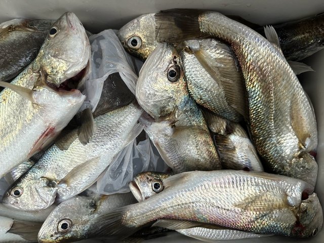 イシモチ(シログチ)