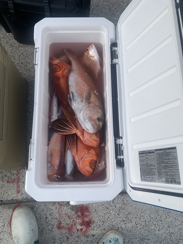 マダイ・キントキ(チカメキントキ)