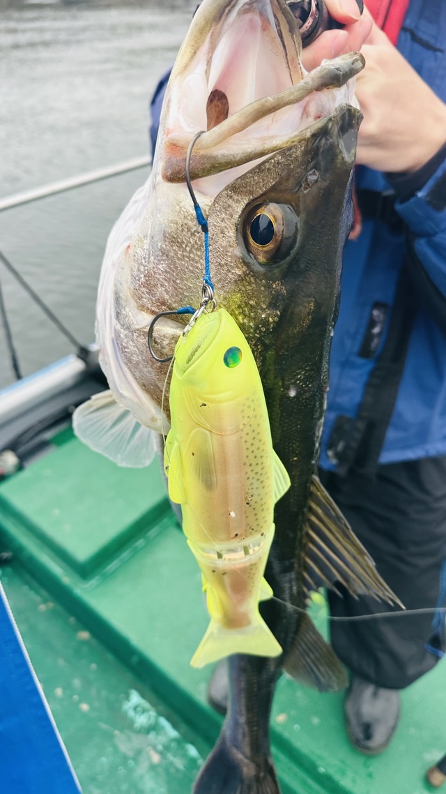 シーバス(スズキ)