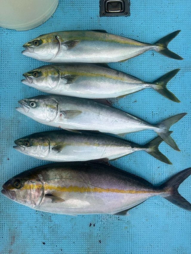 ハマチ(ブリ)・カンパチ