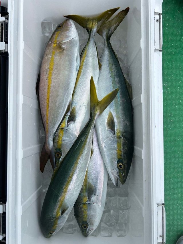 ハマチ(ブリ)・カンパチ