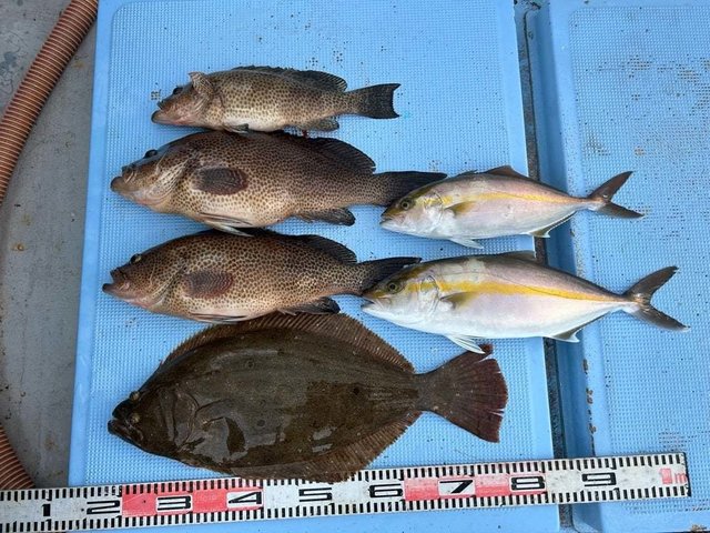 オオモンハタ・カンパチ・ヒラメ