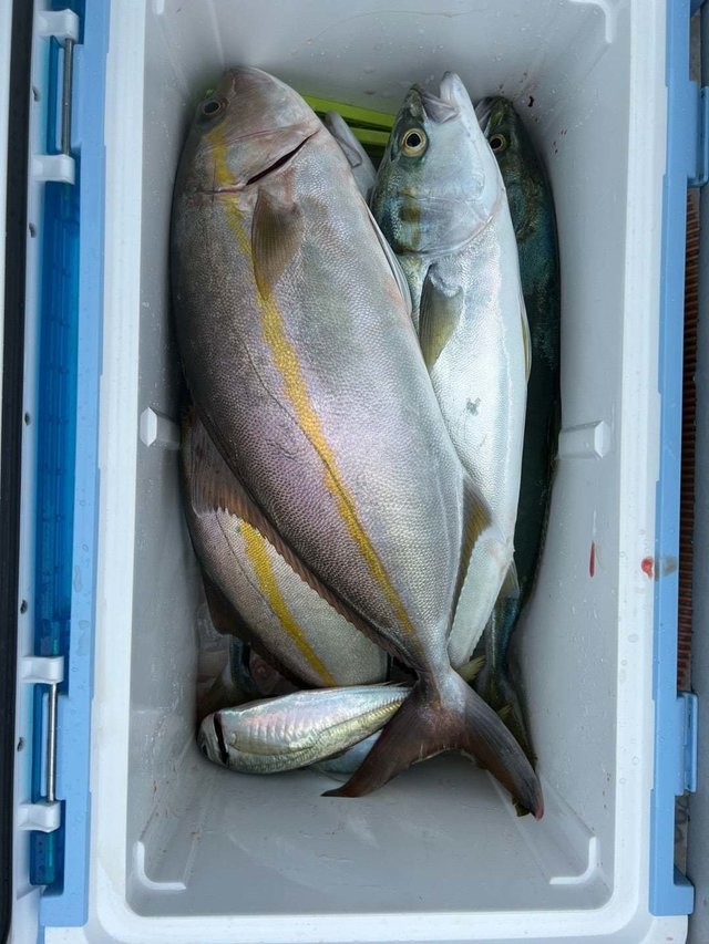 ワラサ(ブリ)・ハマチ(ブリ)・カンパチ