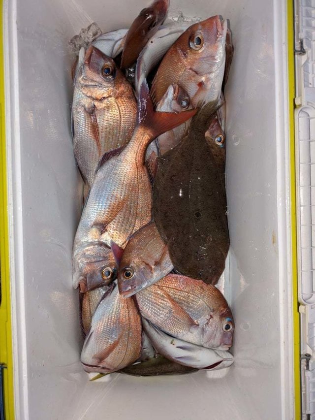 マダイ・ガンゾウヒラメ(ガンゾウビラメ)