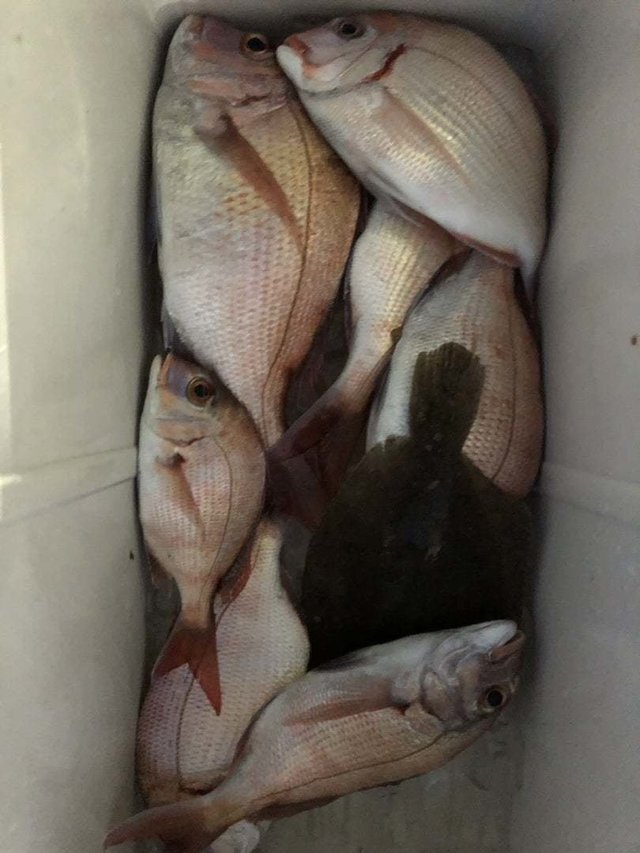 マダイ・ガンゾウヒラメ(ガンゾウビラメ)