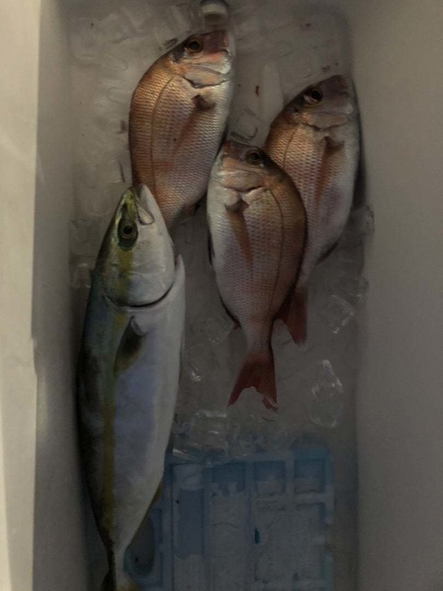 マダイ・ハマチ(ブリ)