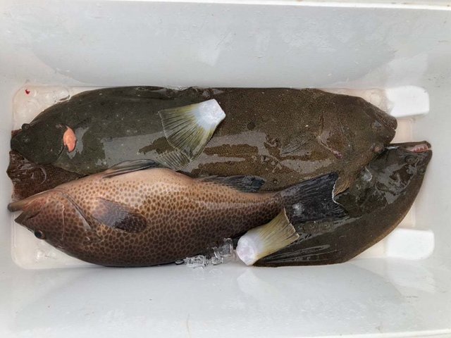 オオモンハタ・ヒラメ