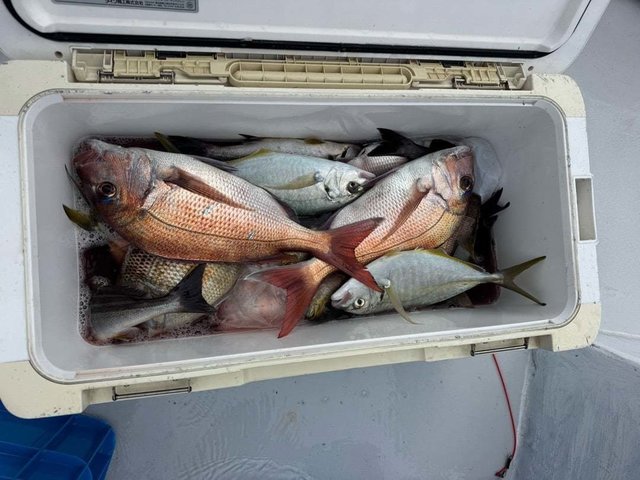 マダイ・シマアジ