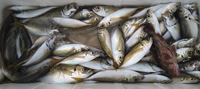 アジ(マアジ)・カサゴ