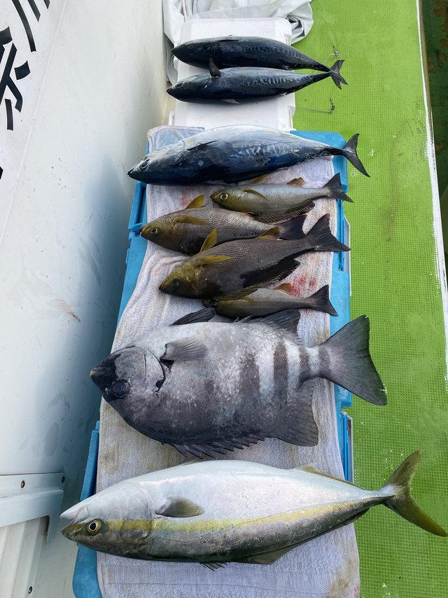 イシダイ・イナダ(ブリ)・イサキ・ヒラソウダ