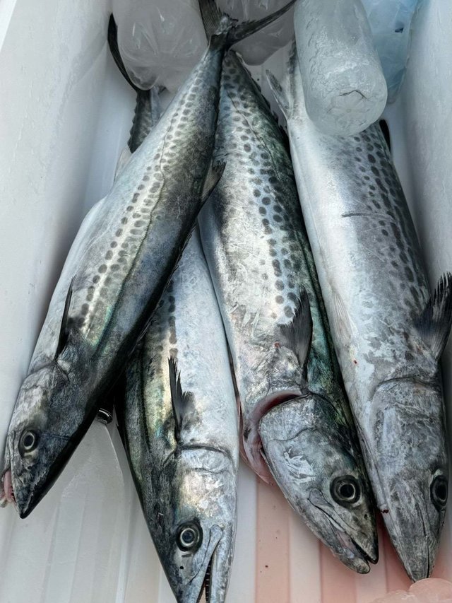 サゴシ(サワラ)