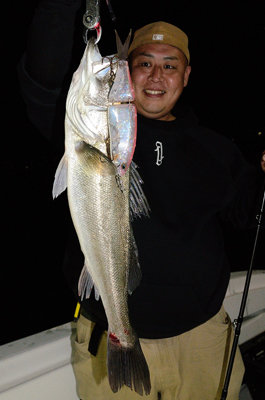 シーバス(スズキ)