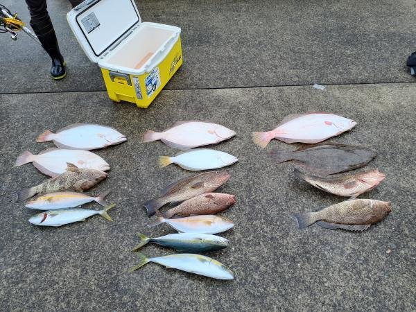 オオモンハタ・ワカシ(ブリ)・ショゴ(カンパチ)・ヒラメ