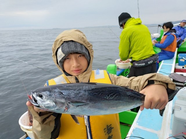 ヒラソーダ(ヒラソウダ)