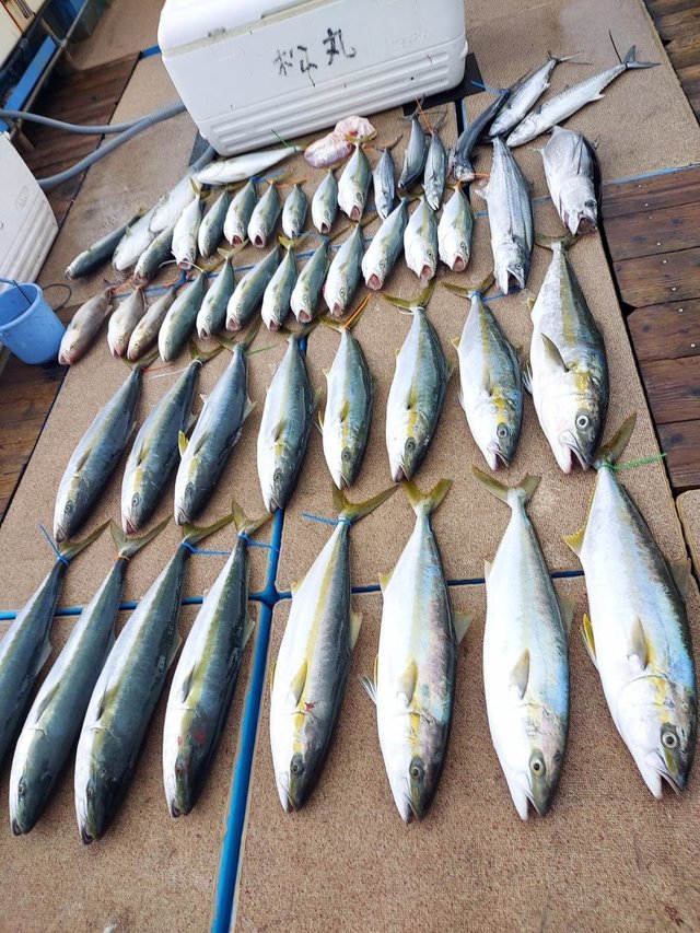 カンパチ・サゴシ(サワラ)