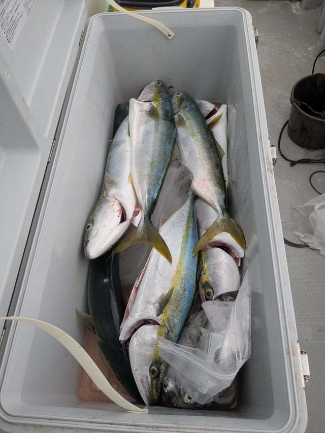 ワラサ(ブリ)・ヒラマサ