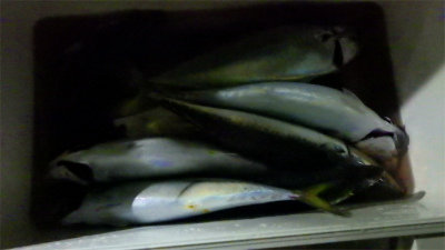 アジ(マアジ)・サバ(ゴマサバ)