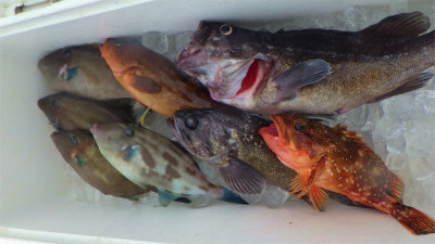 キジハタ・クロソイ・ウッカリカサゴ・メバル・ウマヅラハギ