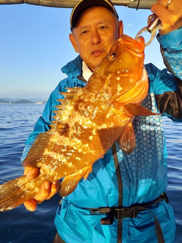 アコウ(キジハタ)