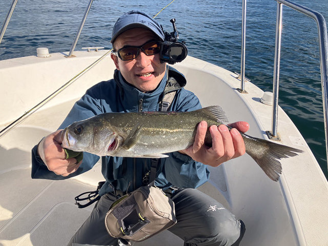 シーバス(スズキ)