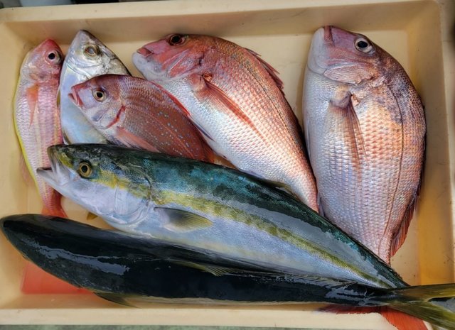 マダイ・カイワリ・イナダ(ブリ)・イトヨリ(イトヨリダイ)