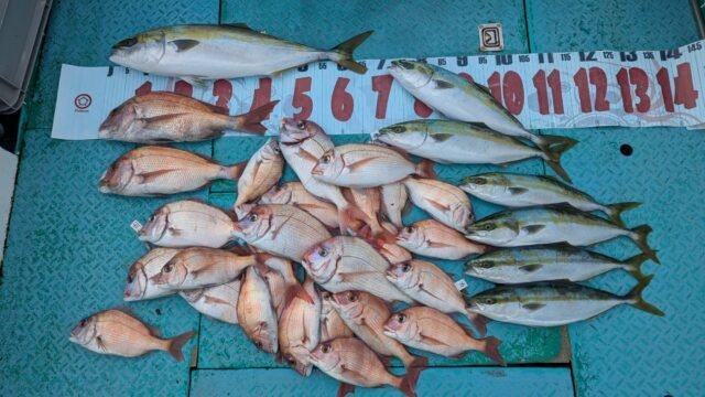 マダイ・ハマチ(ブリ)・カンパチ